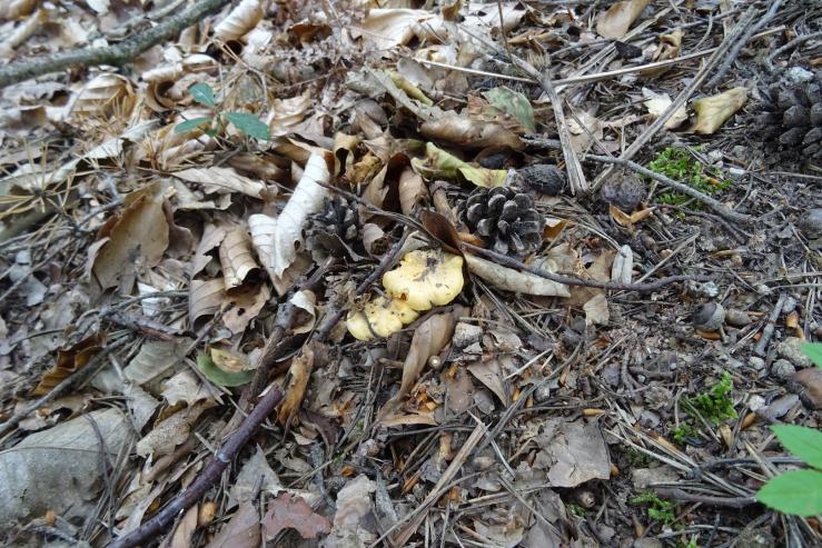 91 girolles dans les bois